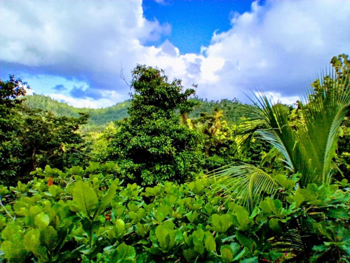 Roots Jungle Retreat Villa Marigot ภายนอก รูปภาพ