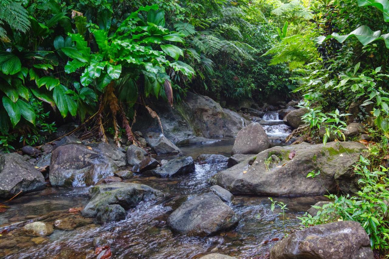 Roots Jungle Retreat Villa Marigot ภายนอก รูปภาพ
