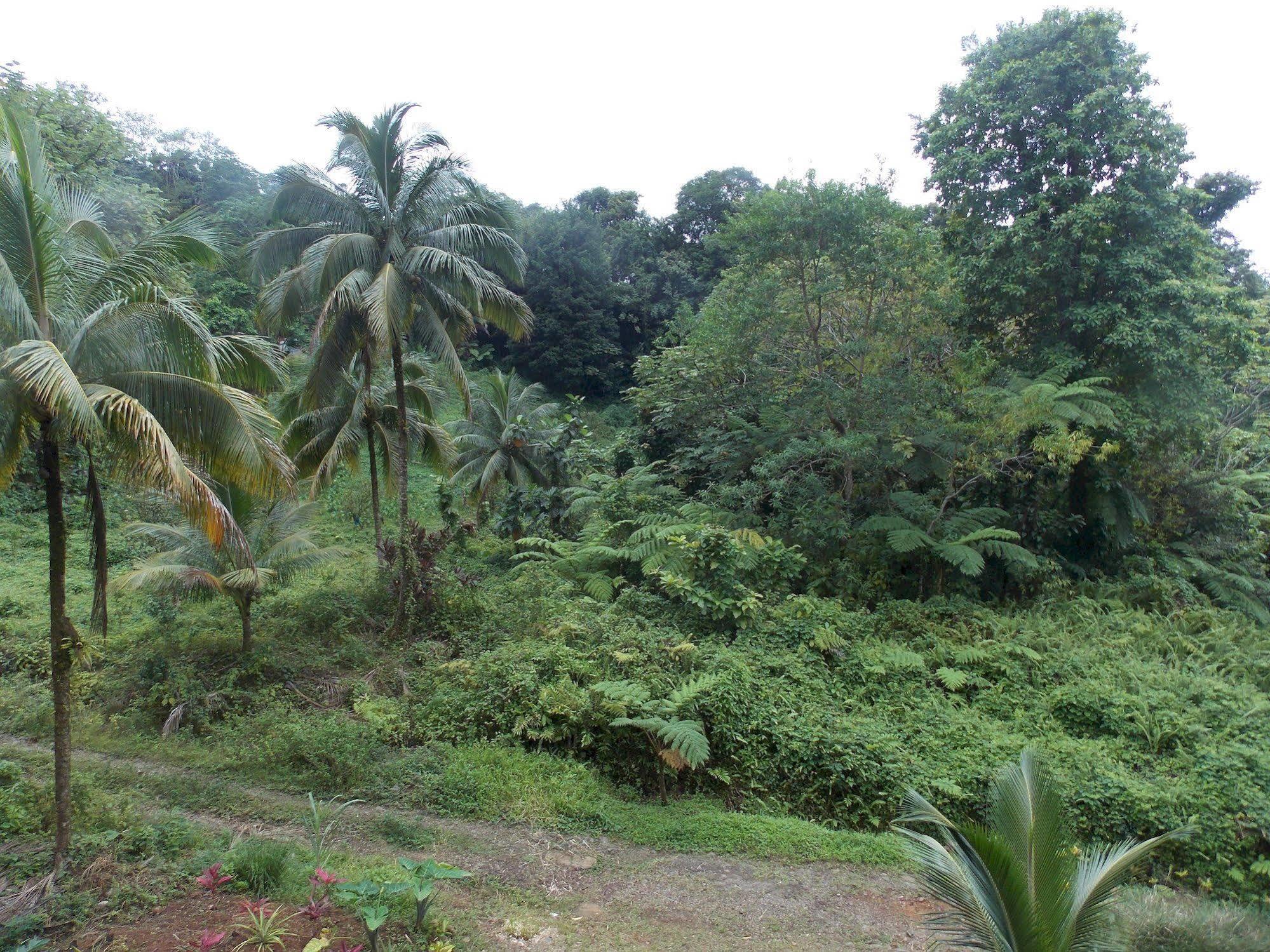 Roots Jungle Retreat Villa Marigot ภายนอก รูปภาพ